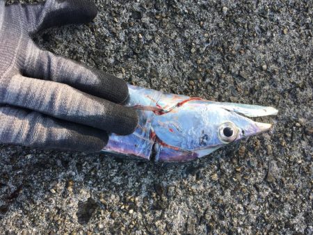 明るくなってもタチウオ